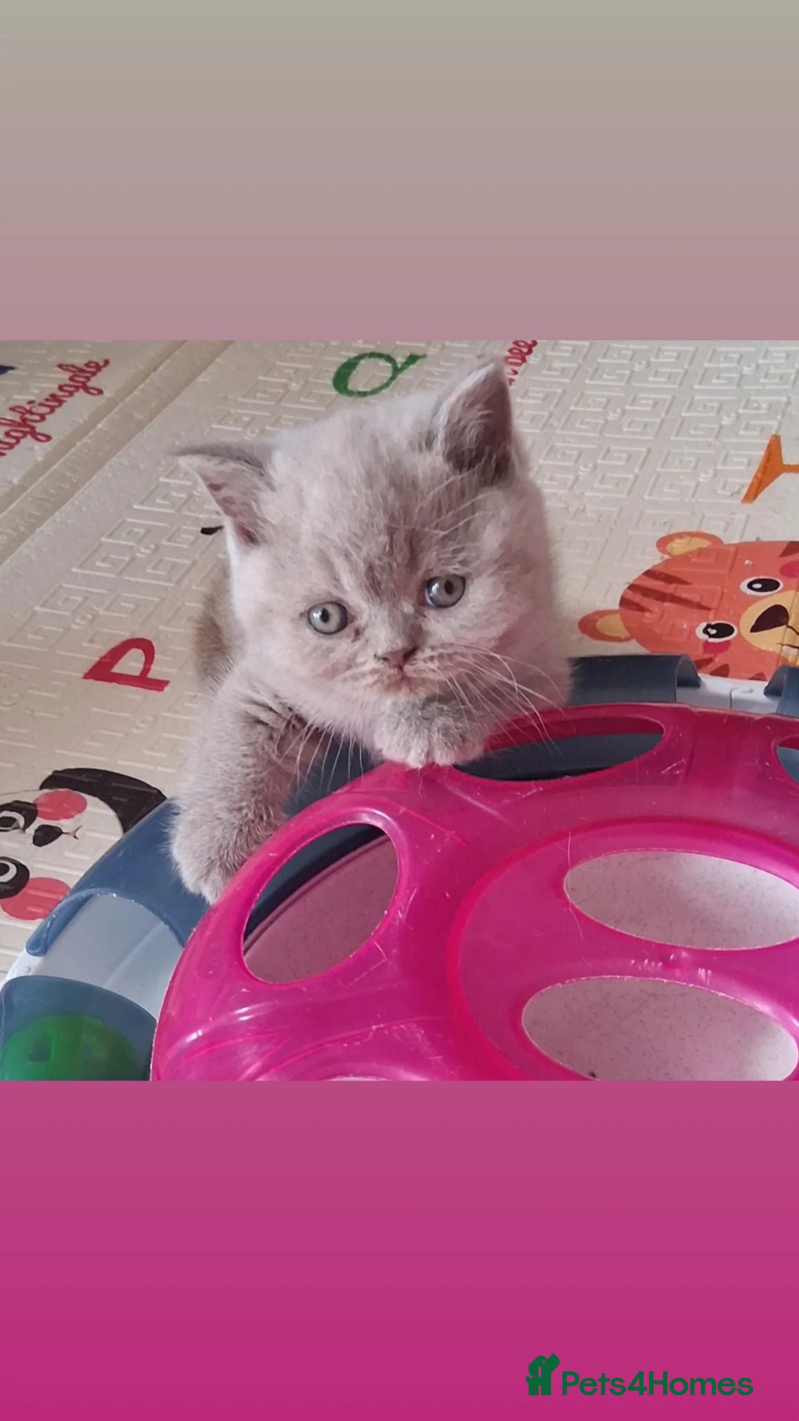British Shorthair cats Bunny - Advert 1