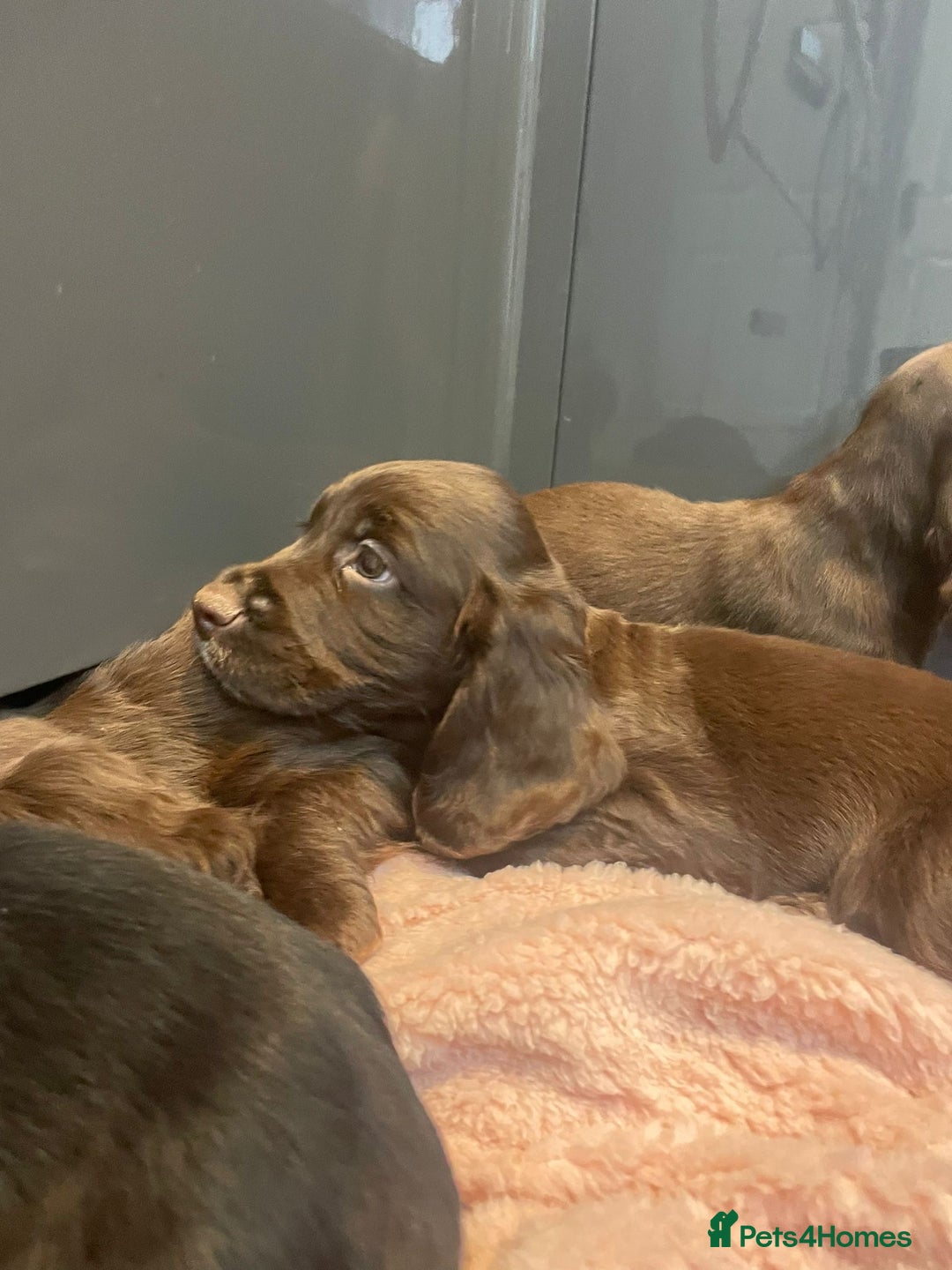 Cocker Spaniel dogs for sale: Cocker spaniel puppies - Image 8