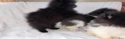Pomeranian dogs for sale: Pomeranian puppy’s  - Advert 5