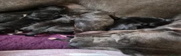 Mixed Breed dogs for sale: Cane corso x collie x ridgeback puppies - Advert 15