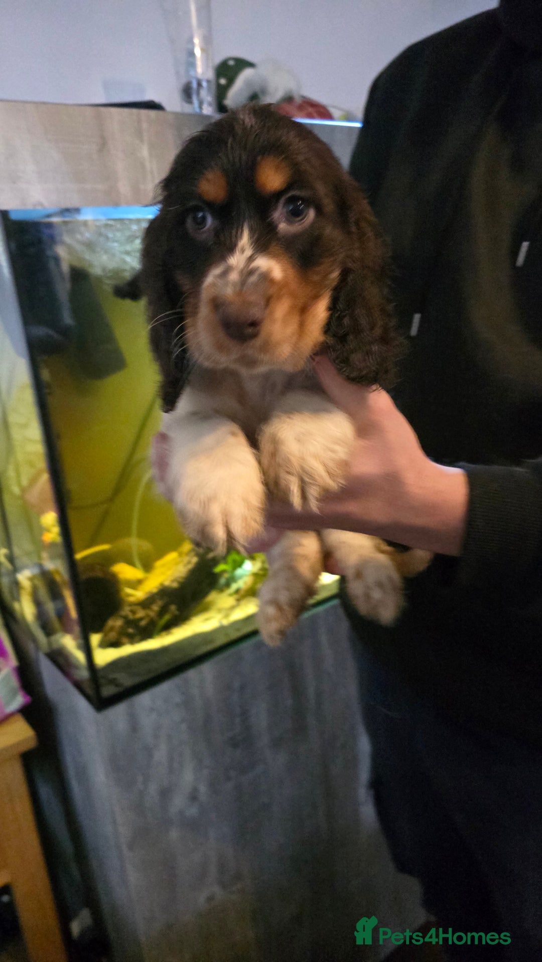 Cocker Spaniel dogs for sale: Chocolate Roan & Tan Cocker Spaniel Puppies - Advert 21