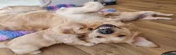 Golden Retriever dogs for stud: RKC Kensesqui Karamel Sutra - Advert 16