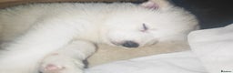 Akita dogs for sale: Akita puppys ready now  - Advert 17