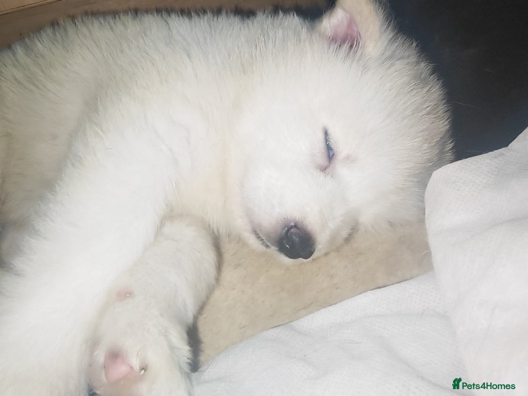 Akita dogs for sale: Akita puppys ready now  - Advert 17