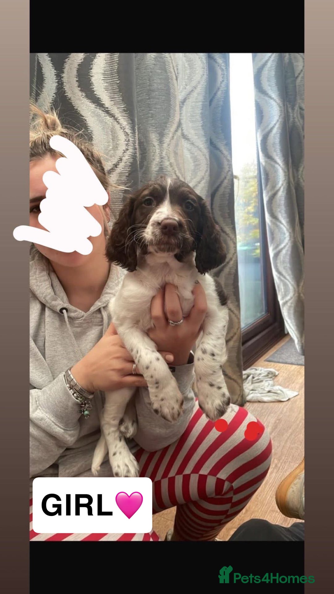 Sprocker dogs for sale: Sprocker X Springer Puppies  - Advert 3