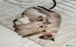 Siamese cats for sale: Human Toilet Trained! Exquisite Siamese Kittens - Image 23