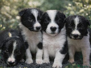 Border Collie dogs Full Pedigree Family Bred Border Collie Pups - Advert 1