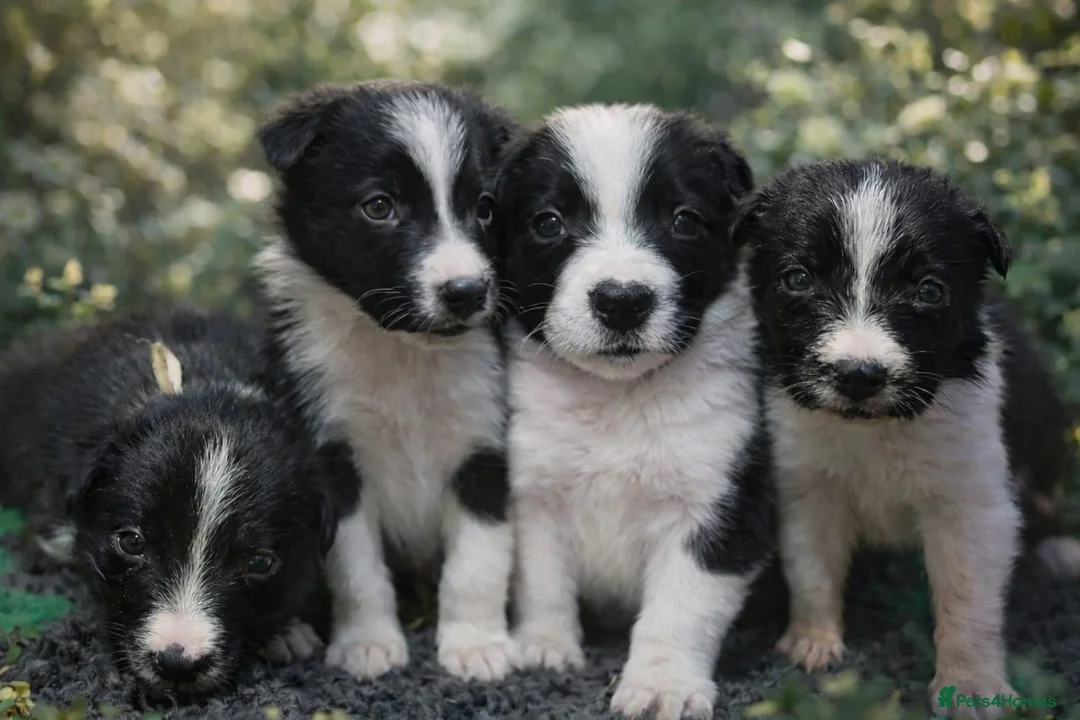 Border Collie dogs for sale: ONLY ONE BOY REMAINING (READY TO GO TUE) - Advert 5