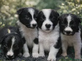 Border Collie dogs Full Pedigree Family Bred Border Collie Pups - Advert 6