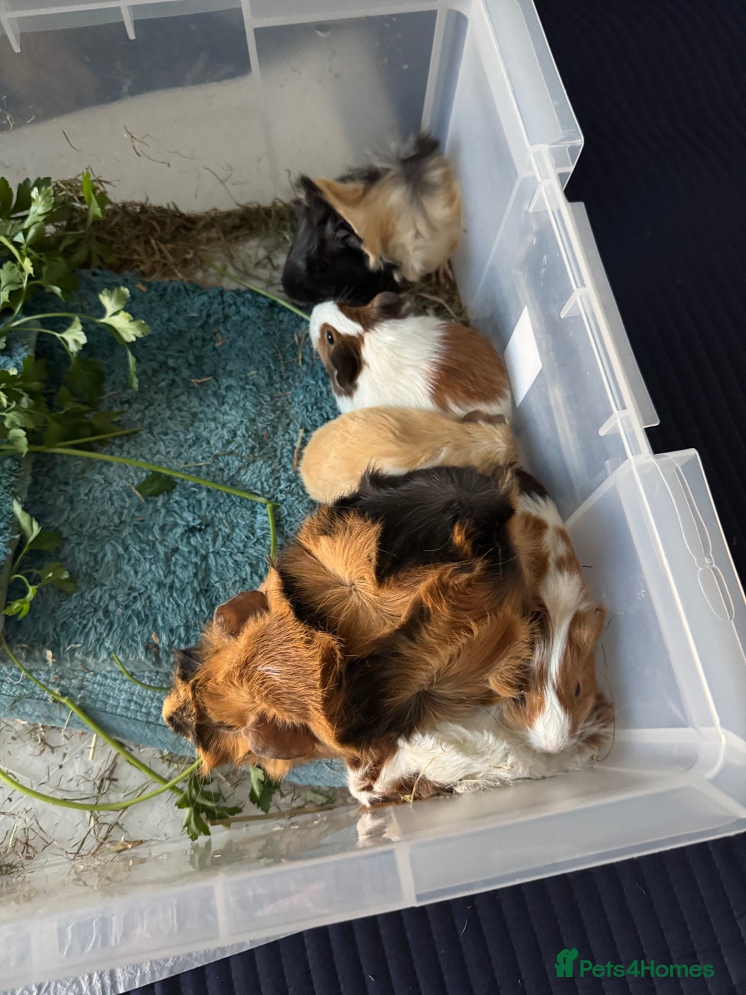 Guinea Pig rodents for sale: 5 cute Guinea pigs for sale *READ DESCRIPTION* - Advert 9