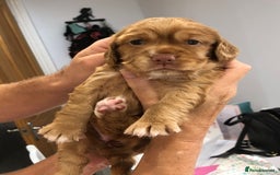 Cocker Spaniel dogs for sale: Beautiful Working Cocker Spaniel Puppies  - Image 12