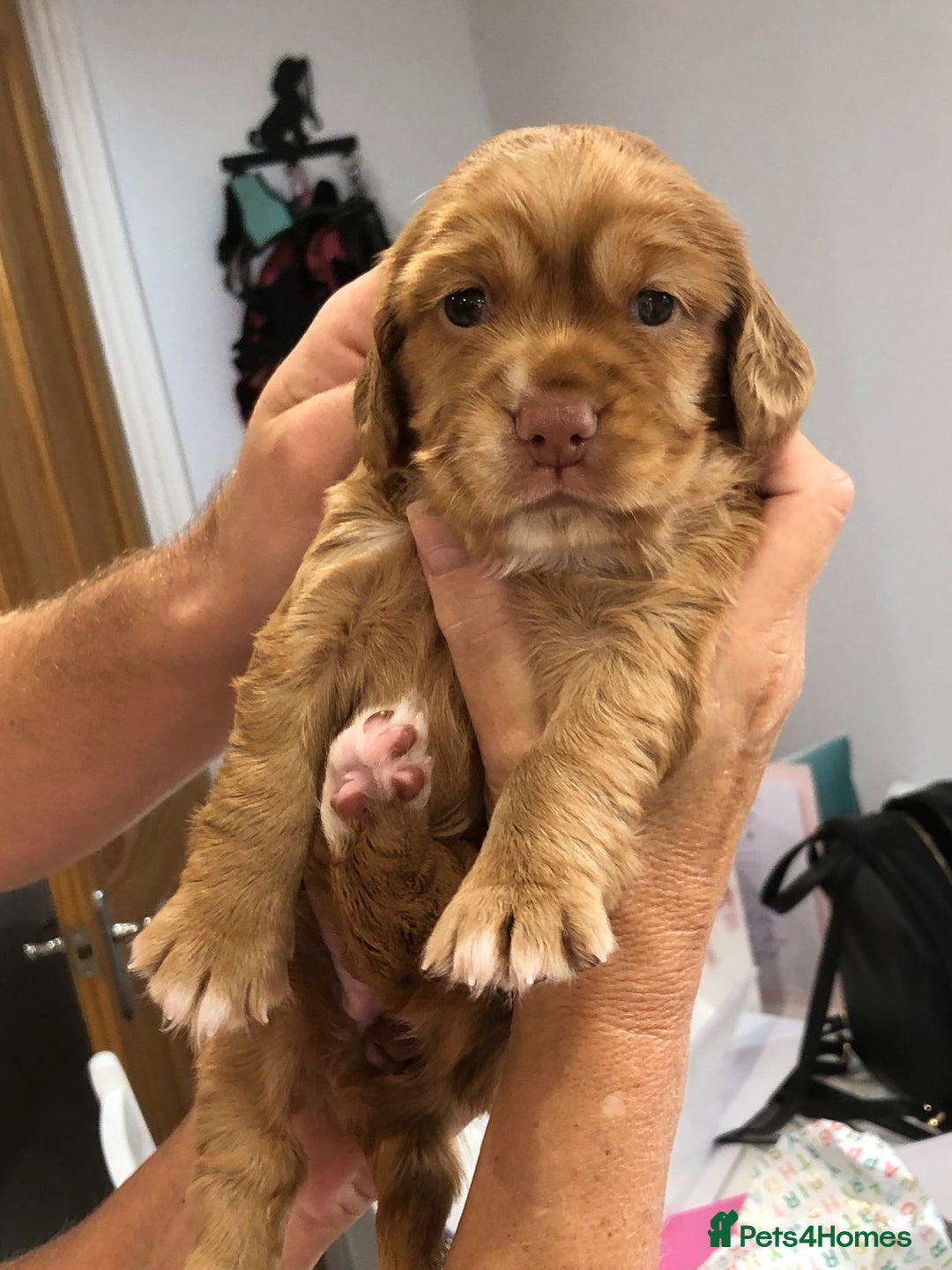 Cocker Spaniel dogs for sale: Beautiful Working Cocker Spaniel Puppies  - Image 12