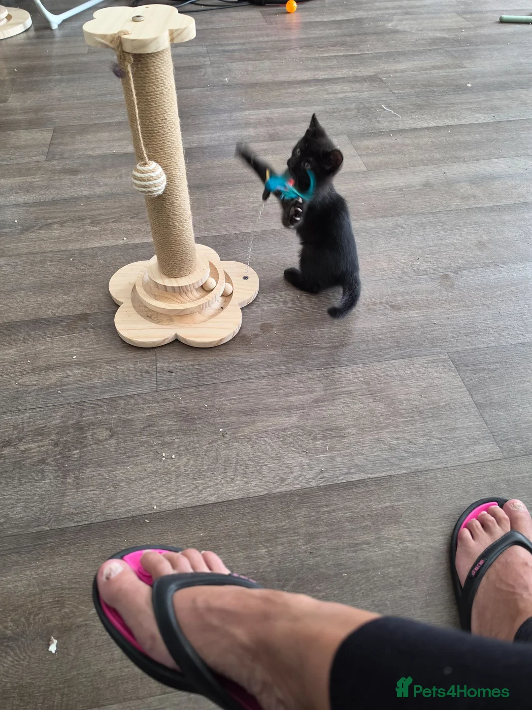 British Shorthair cats for sale: Last little girl looking for her forever home - Advert 3