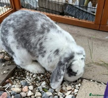 Mini Lop rabbits Spayed and neutered rabbits for adoption Vac rhd2 - Advert 4