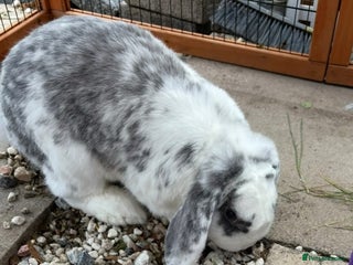 Mini Lop rabbits Spayed and neutered rabbits for adoption Vac rhd2 - Advert 12