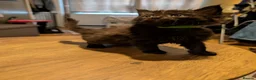Mixed Breed cats for sale: Fluffy Kittens (Tabby & Black) - Advert 2