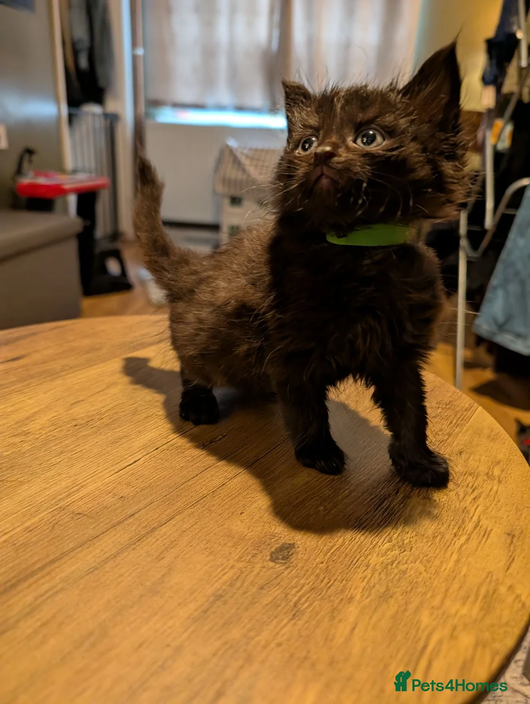 Mixed Breed cats for sale: Fluffy Kittens (Tabby & Black) - Advert 2