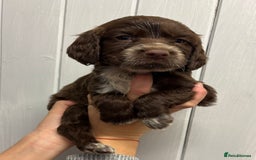 Sprocker dogs for sale: Beautiful Litter Of Sprocker Puppies   - Image 11