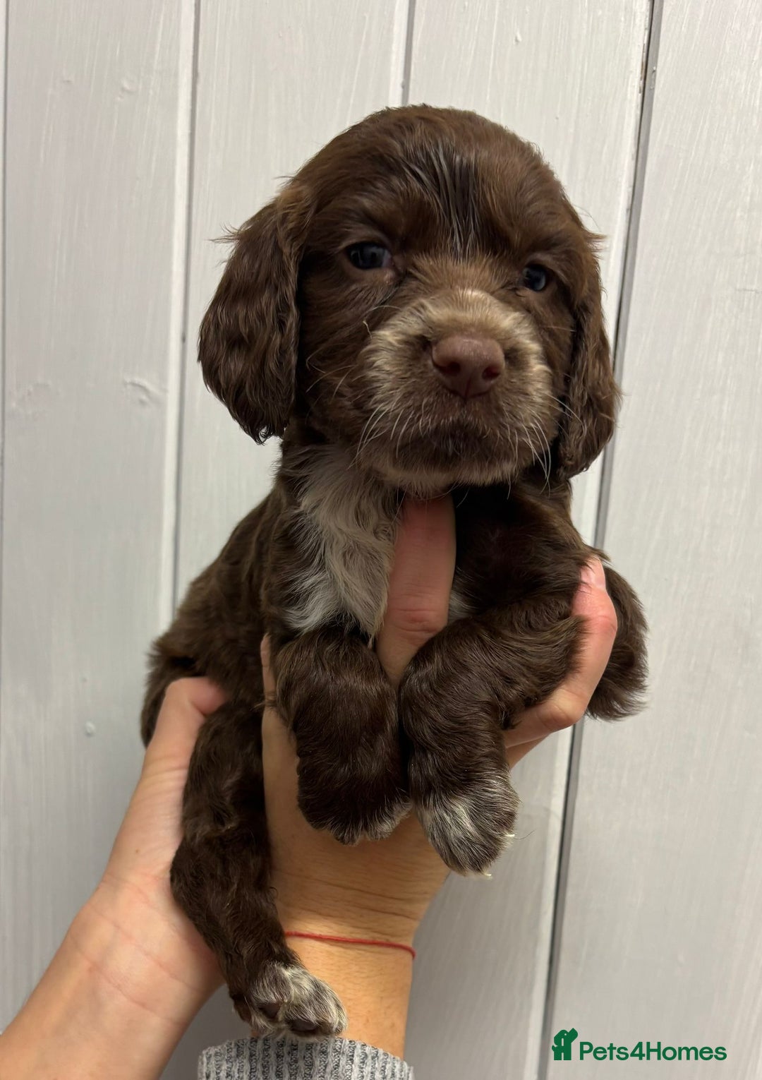 Sprocker dogs for sale: Beautiful Litter Of Sprocker Puppies   - Image 11