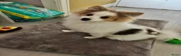 Pomeranian dogs for sale: Puppy needs re-homing. - Advert 3