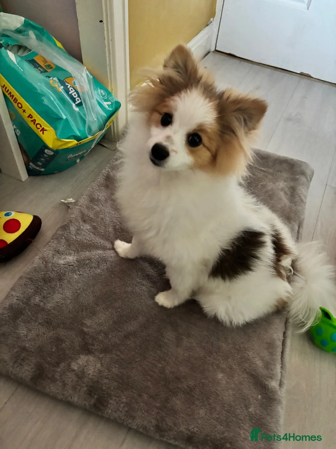 Pomeranian dogs for sale: Puppy needs re-homing. - Advert 3