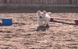 Utonagan dogs for sale: Last 2 Husky (Utonagon) Puppies - READY NOW - Image 21