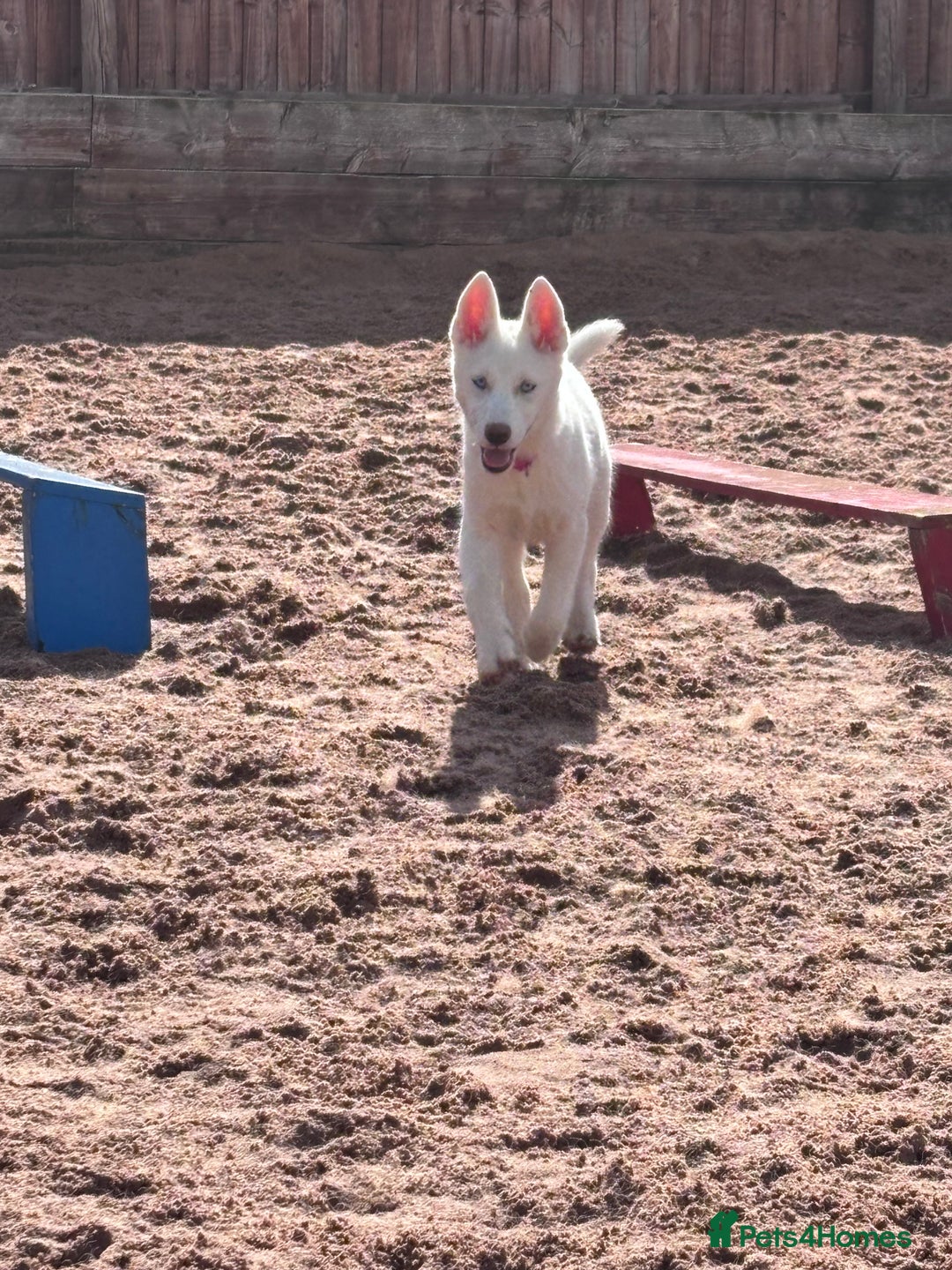 Utonagan dogs for sale: Last 2 Husky (Utonagon) Puppies - READY NOW - Image 21