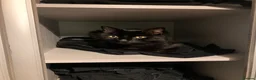 Mixed Breed cats for sale: Donnie - Advert 2