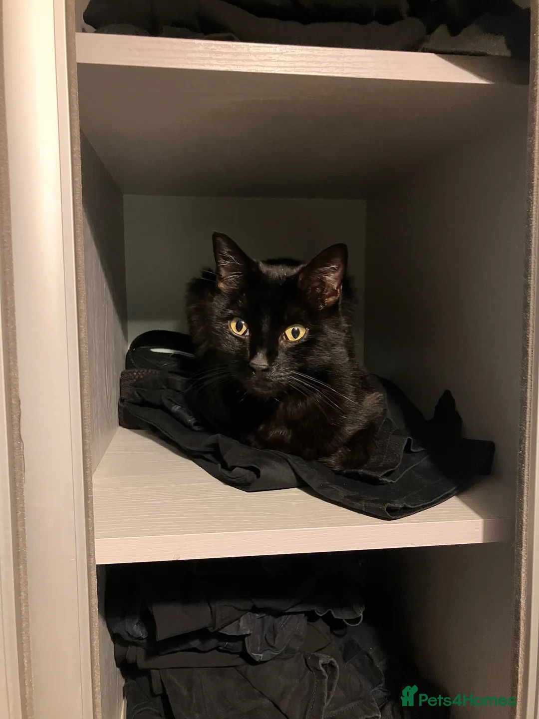 Mixed Breed cats for sale: Donnie - Advert 2