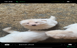 German Shepherd dogs for sale: German Shepherd puppies  - Advert 9