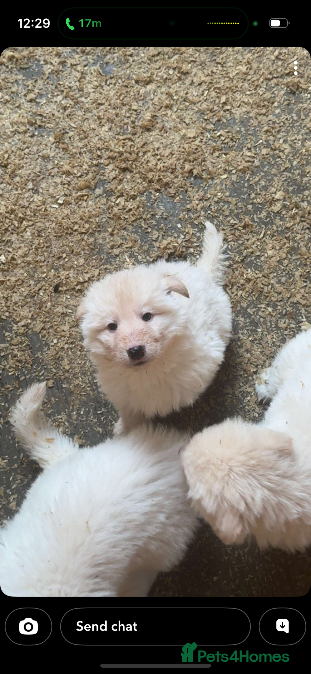 German Shepherd dogs for sale: German Shepherd puppies  - Advert 9