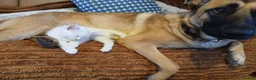 Mixed Breed cats for sale: 3 kittens for sale .2 boys and 1 girl - Advert 4