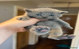 British Shorthair cats for sale: British Shorthair kittens  - Image 13