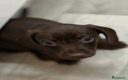 Miniature Dachshund dogs for sale: Gorgeous minix dachshund puppies ready now! - Image 13