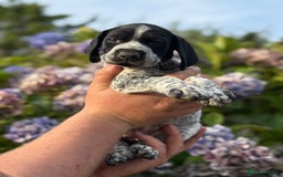 German Shorthaired Pointer dogs for sale: German Shorthaired Pointer Puppies - Image 26