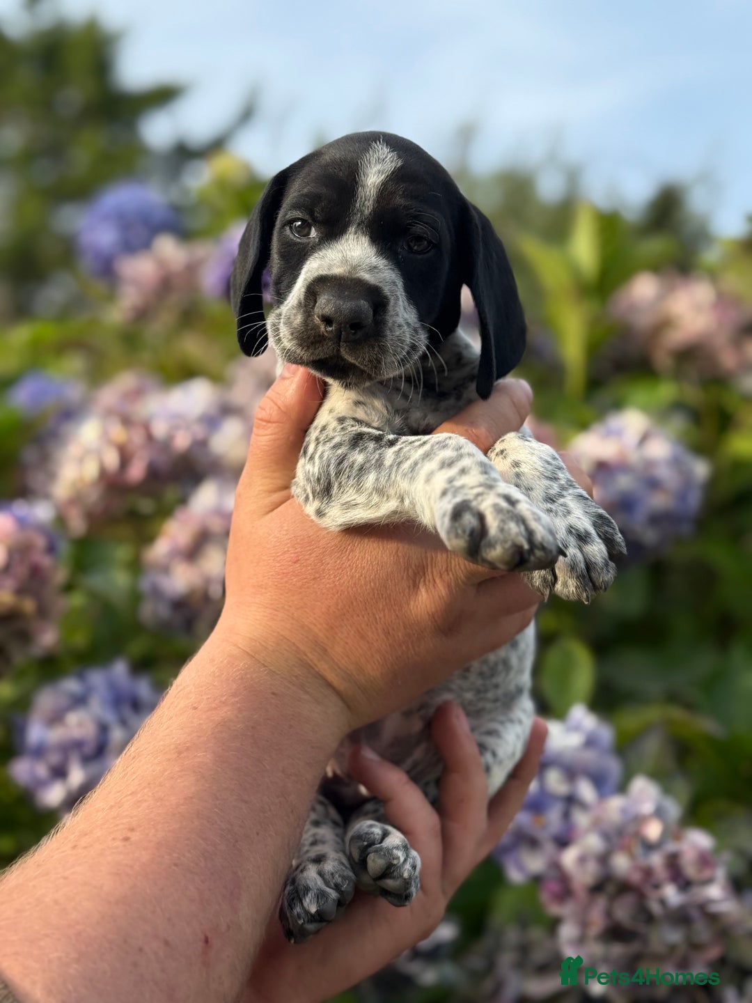 German Shorthaired Pointer dogs for sale: German Shorthaired Pointer Puppies - Image 26