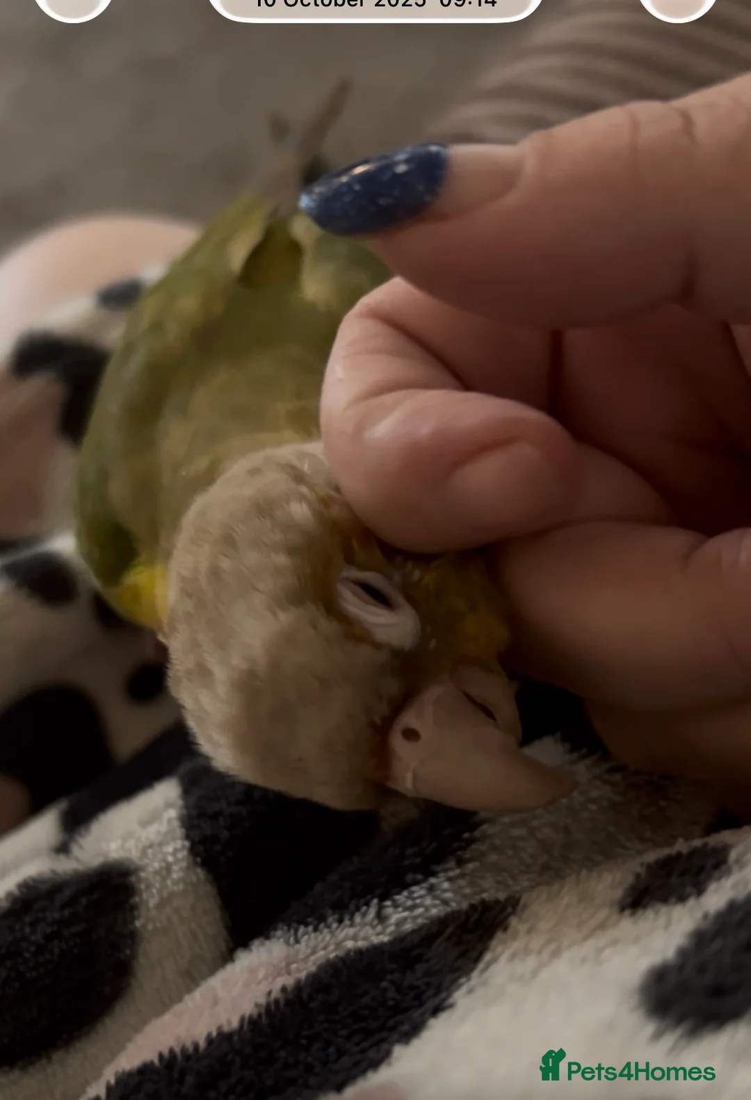 Conures birds for sale: Female pineapple conure  in Bradford - Advert 2