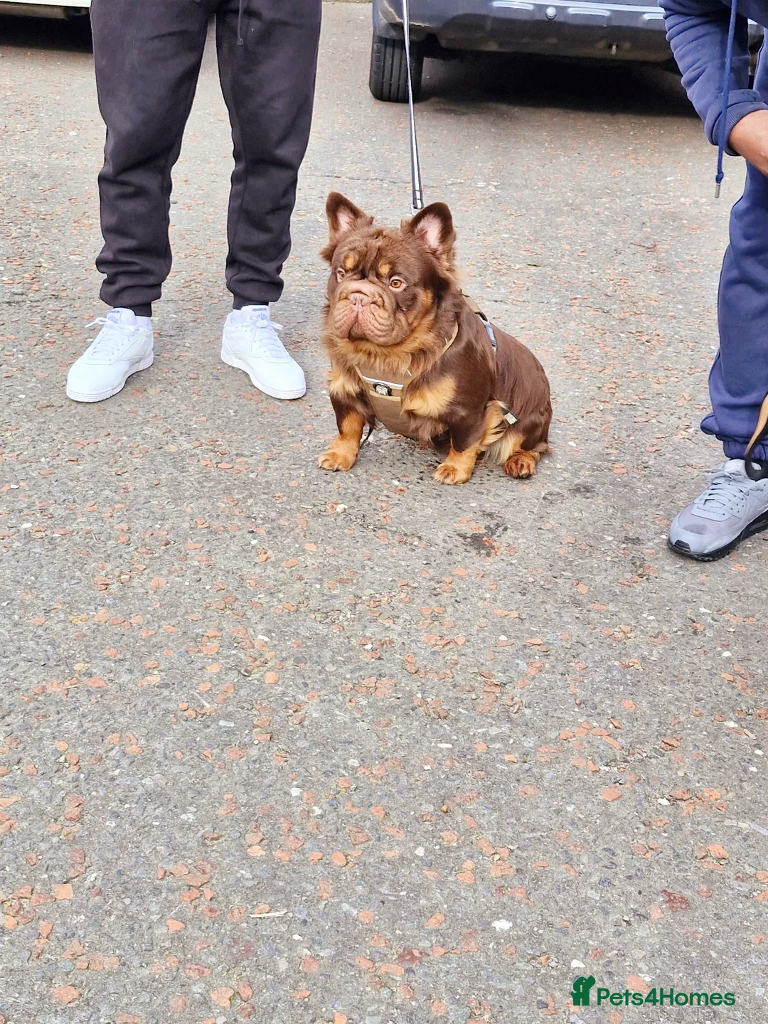 French Bulldog dogs for stud: Fluffy Rojo & Cherry Tan Big** STUD From £500 - Advert 1