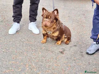 French Bulldog dogs Fluffy Rojo & Cherry Tan Big** STUD From Β£500 - Advert 18