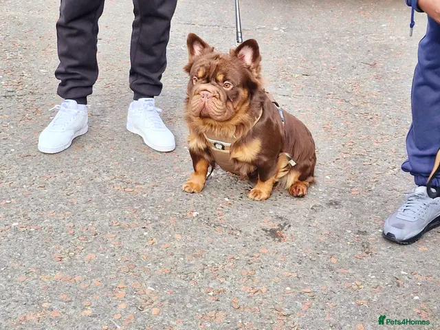 French Bulldog dogs for stud: Fluffy Rojo & Cherry Tan Big** STUD From £500 - Advert 1