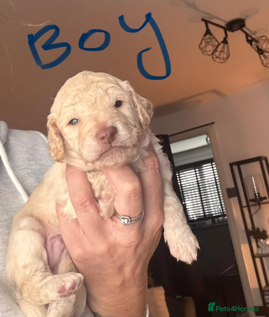 Goldendoodle dogs for sale: Gorgeous Golden doodles for sale 💕 in Workington - Advert 2