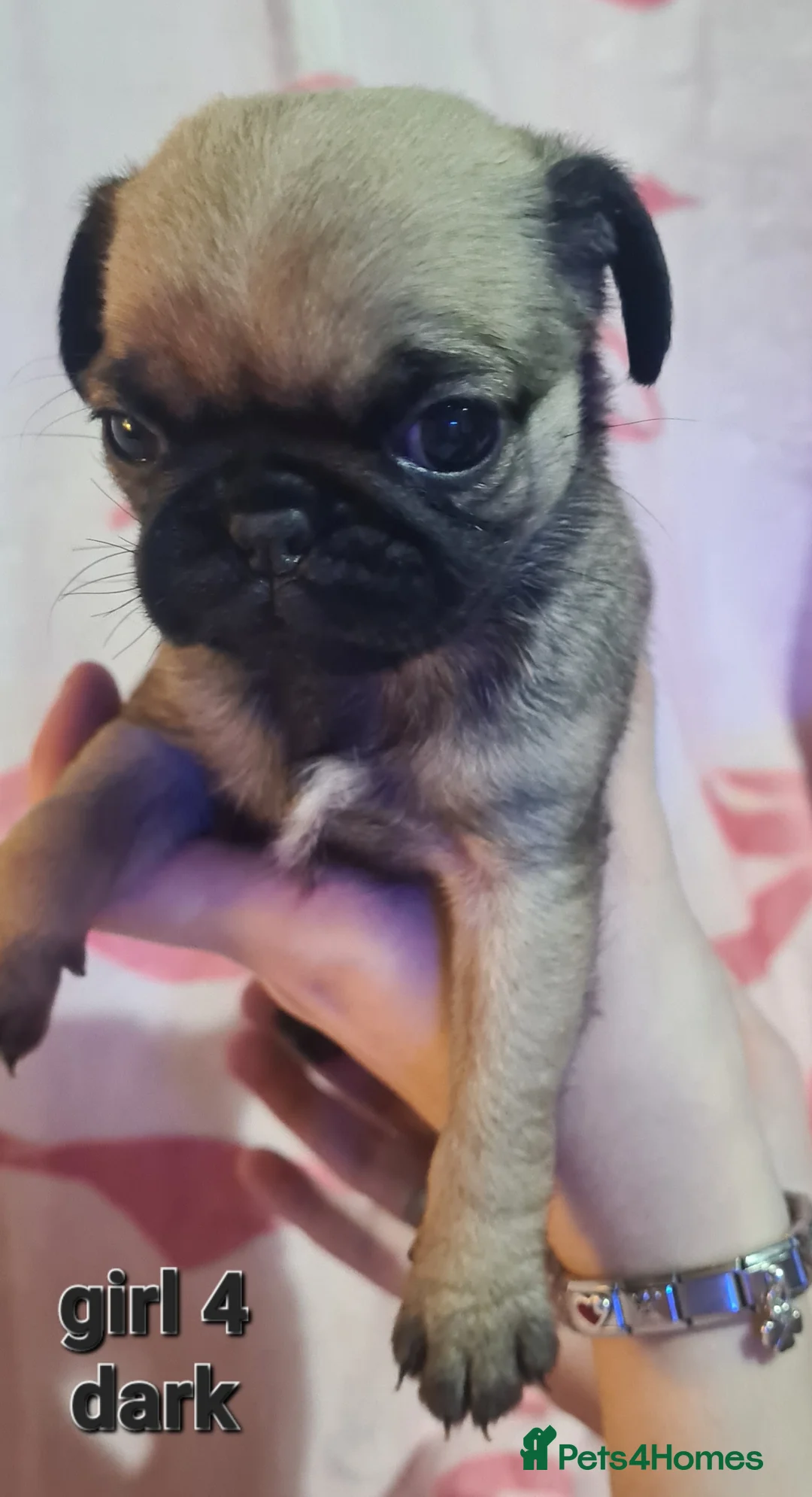 Pug dogs for sale: Pug puppies in Pontefract - Advert 15
