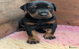 Dobermann dogs for sale: Dobermann Puppies - Image 3