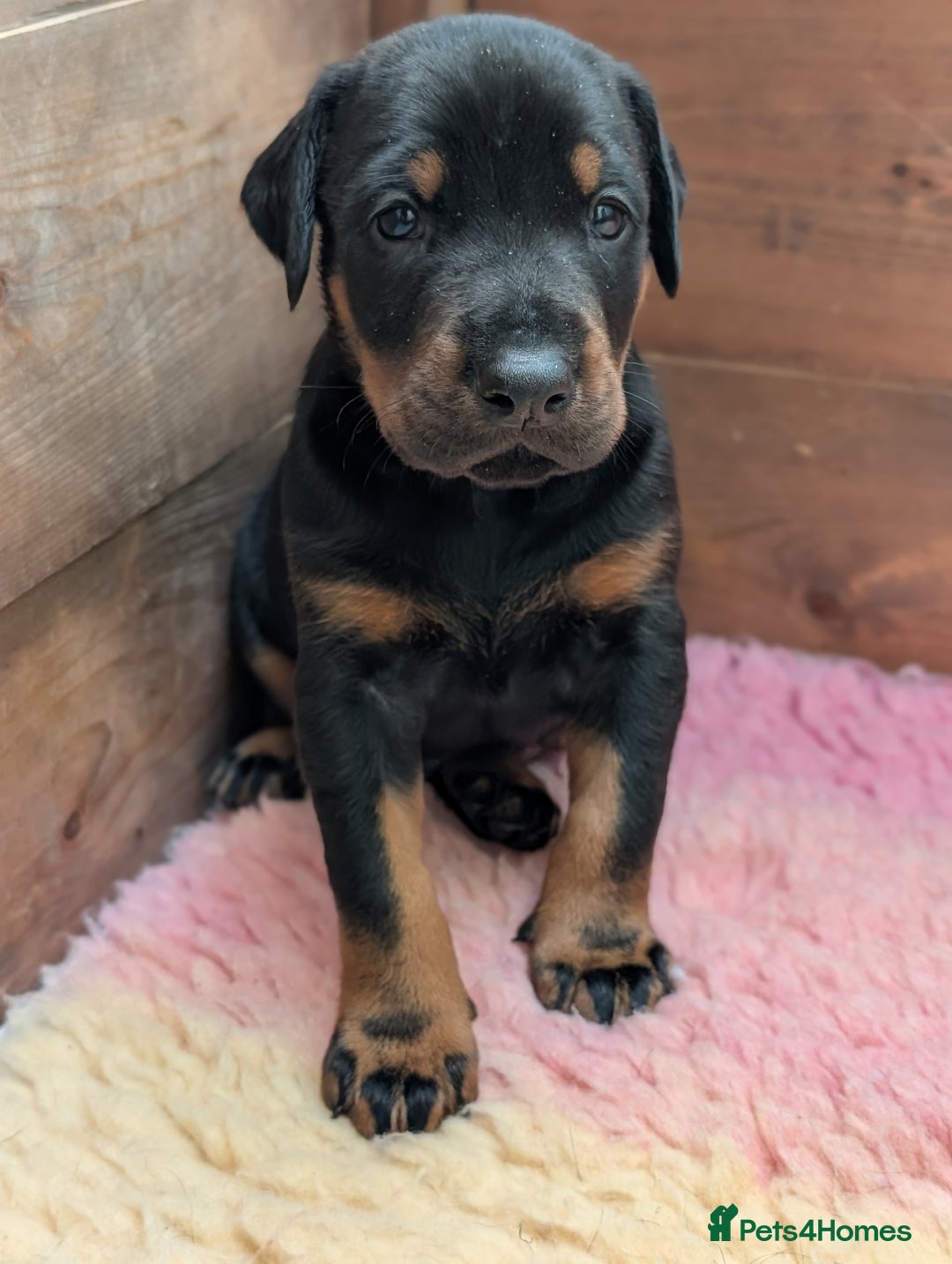 Dobermann dogs for sale: Dobermann Puppies - Image 3