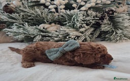 Toy Poodle dogs for sale: KC REG HEALTH TESTED TOY POODLE  - Advert 6