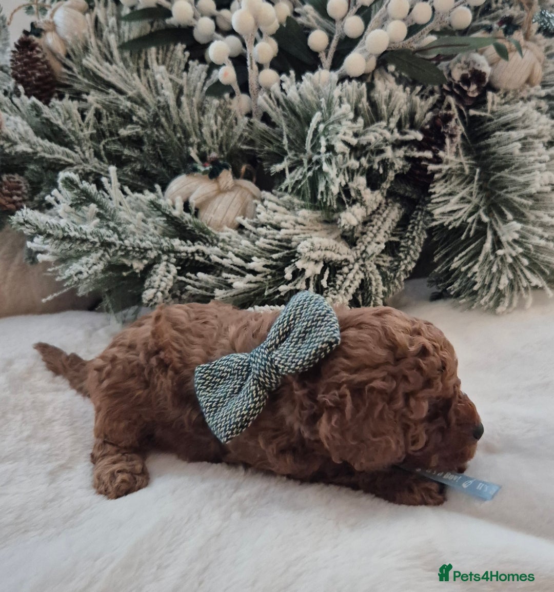 Toy Poodle dogs for sale: KC REG HEALTH TESTED TOY POODLE  - Advert 6