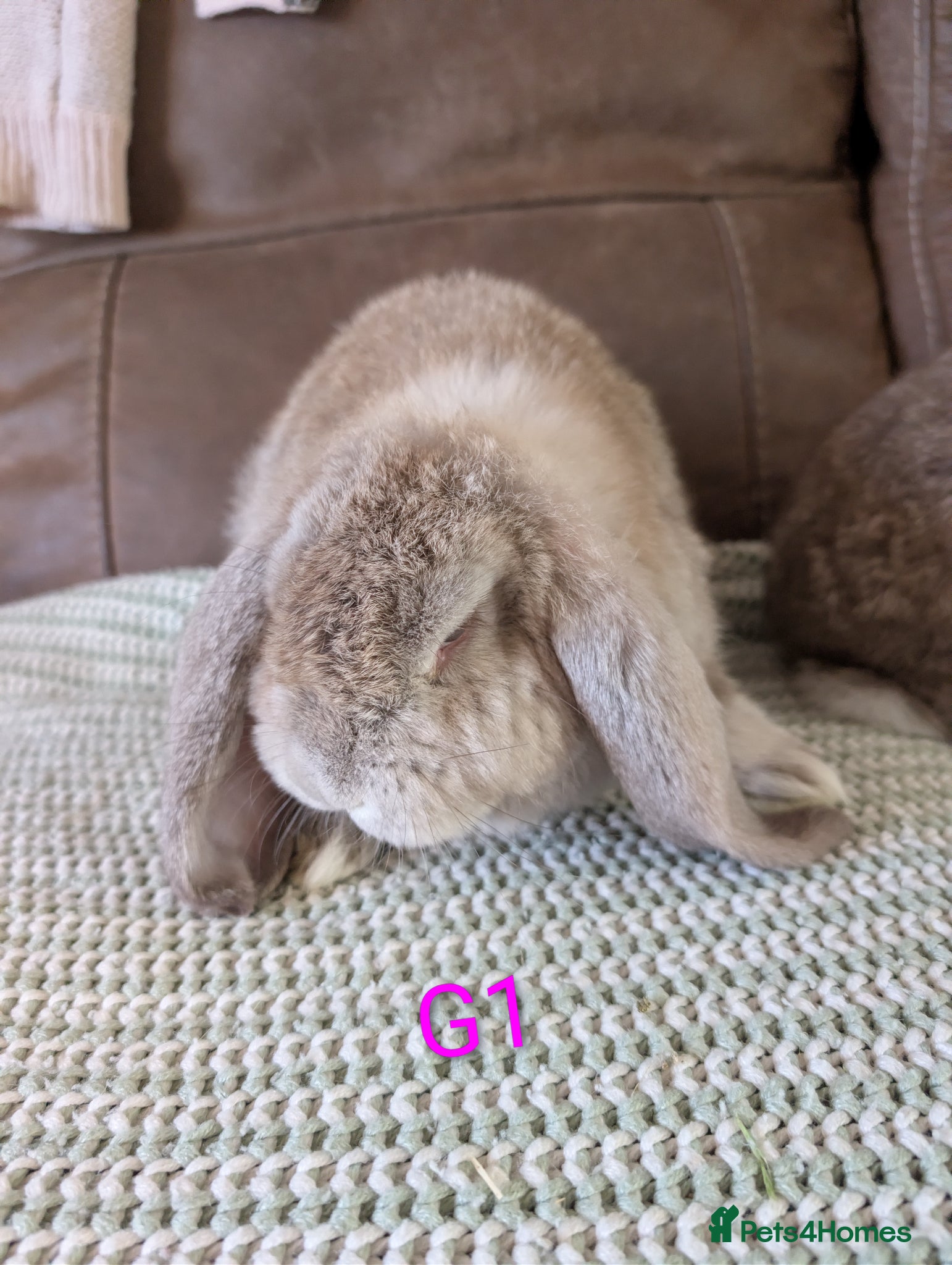 French Lop rabbits Beautiful French lops  - Advert 1