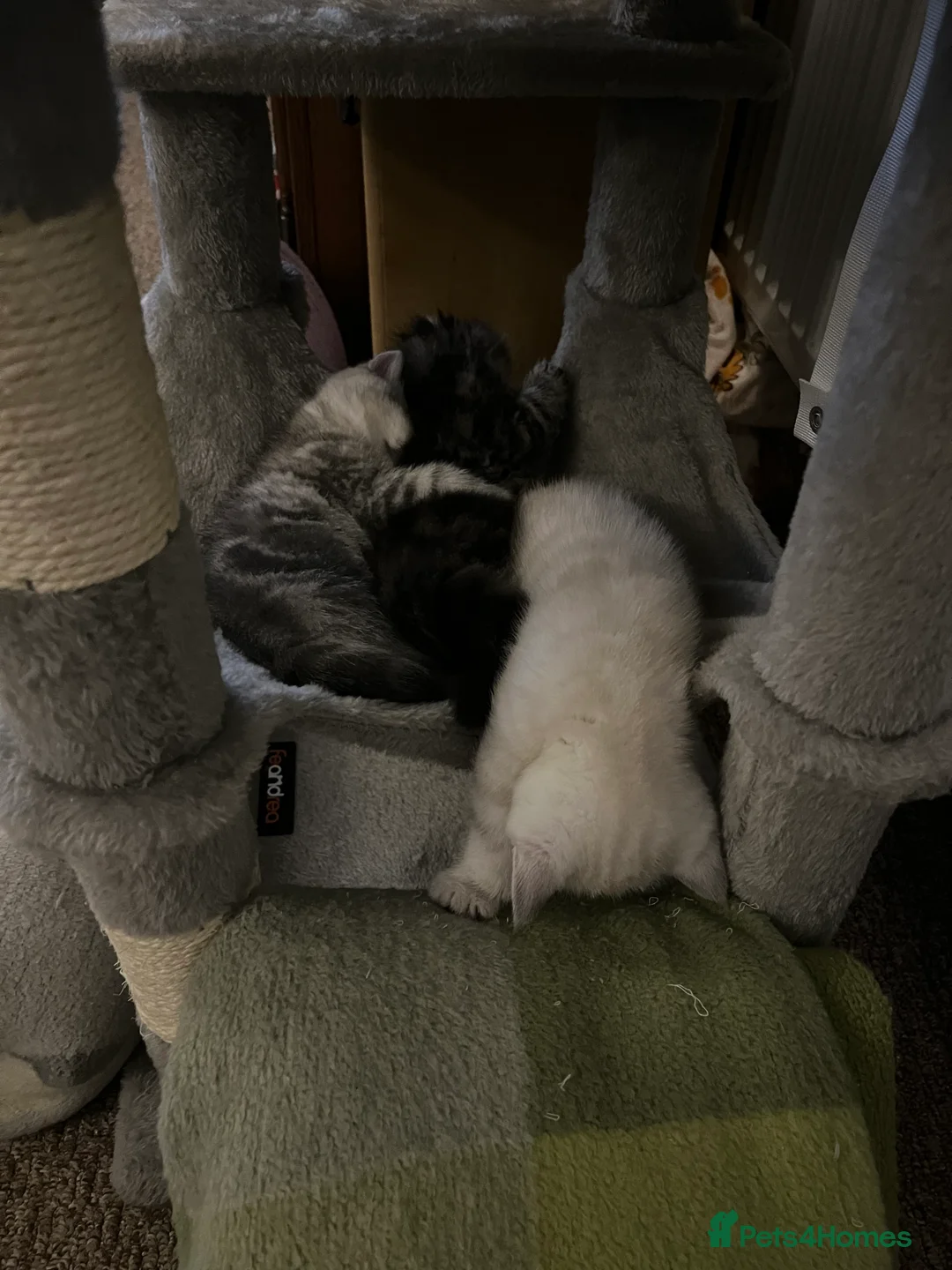 British Shorthair cats for sale: A beautiful kittens British shorthair  - Advert 3