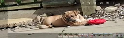 English Bulldog dogs for sale: English bulldog puppies  - Advert 11