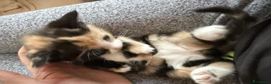 Siamese 1